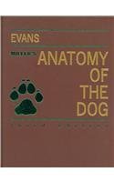 9781416064527: Miller's Anatomy of the Dog
