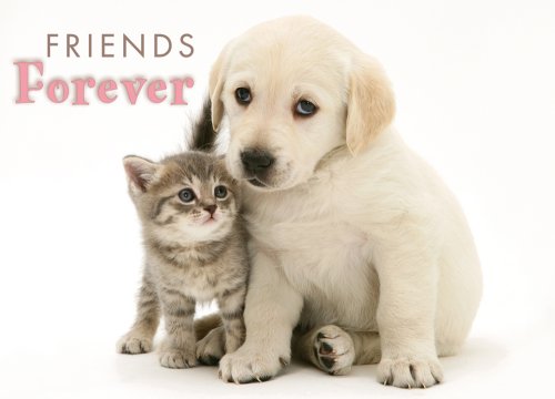 Friends Forever Boxed Notecards (9781416201366) by Jane Burton