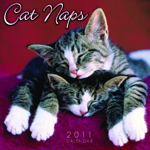9781416285540: Cat Naps 2011 Calendar