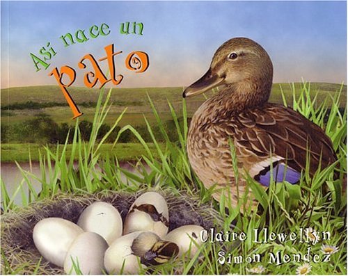 9781417693528: Asi Nace...Un Pato (A Duck Was Born) (Turtleback School & Library Binding Edition) (Spanish Edition)
