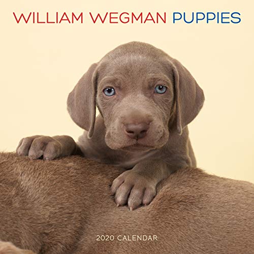 Stock image for William Wegman Puppies 2020 Wall Calendar for sale by GF Books, Inc.