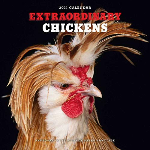 9781419744044: Extraordinary Chickens: 2021 Wall Calendar