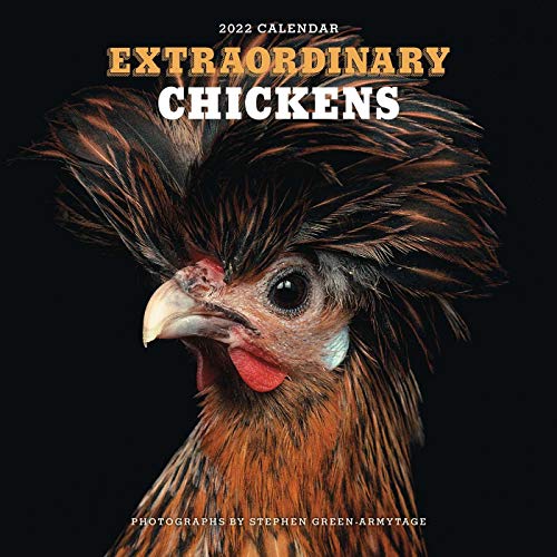 Stock image for Extraordinary Chickens 2022 Wall Calendar for sale by Ergodebooks