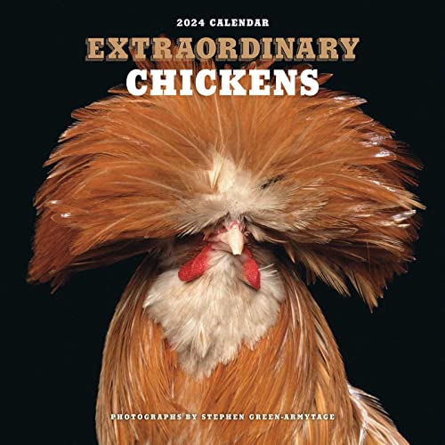 Stock image for Extraordinary Chickens 2024 Wall Calendar for sale by Ria Christie Collections
