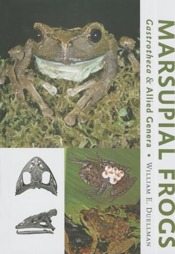 Imagen de archivo de MARSUPIAL FROGS: Gastrotheca & Allied Genera a la venta por Paul Gritis Books