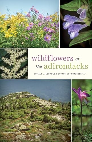 Stock image for Wildflowers of the Adirondacks for sale by Lakeside Books