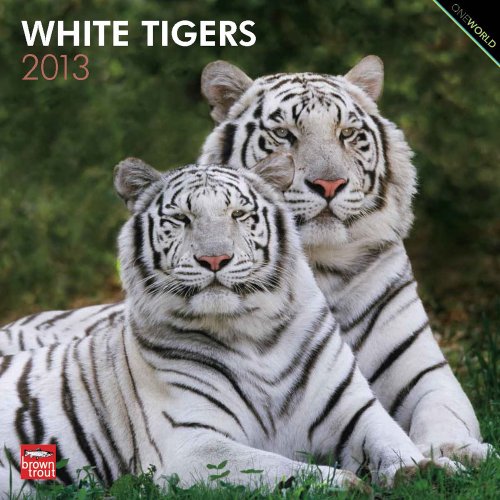 White Tigers 2013 Square 12X12 Wall Calendar (9781421601038) by Browntrout Publishers