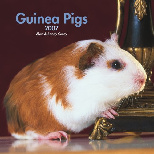9781421604565: Guinea Pigs Calendar 2007