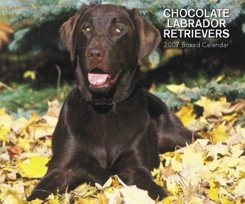 Chocolate Labrador Retriever 365 Days 2007 Calendar (9781421607566) by [???]