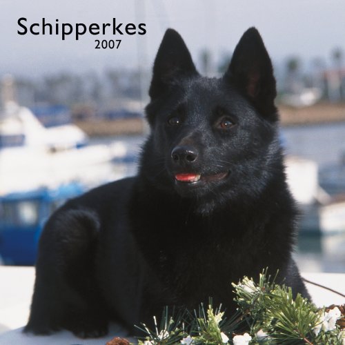 Schipperkes 2007 Calendar (9781421608129) by Browntrout Publishers