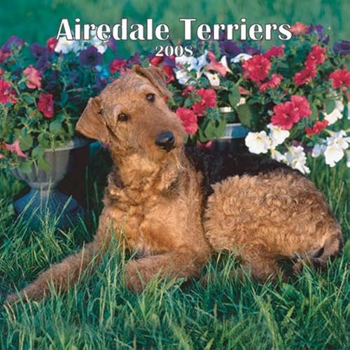 Airedale Terriers 2008 Square Wall Calendar (German, French, Spanish and English Edition) (9781421621869) by BrownTrout Publishers