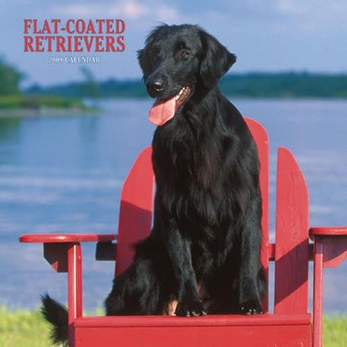 Flat-Coated Retrievers 2008 Square Wall Calendar (German, French, Spanish and English Edition) (9781421623092) by BrownTrout Publishers