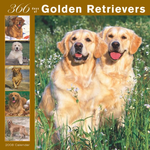 Golden Retrievers 366 Days 2008 Square Wall Calendar (German, French, Spanish and English Edition) (9781421623276) by BrownTrout Publishers