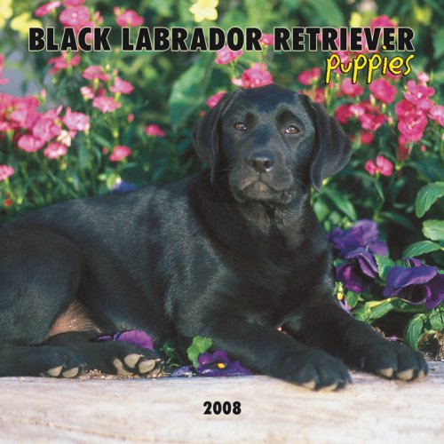Labrador Retriever, Black Puppies 2008 Mini Wall Calendar (German, French, Spanish and English Edition) (9781421623658) by BrownTrout Publishers