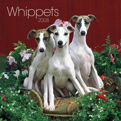 Whippets 2008 Square Wall Calendar (German, French, Spanish and English Edition) (9781421624846) by BrownTrout Publishers