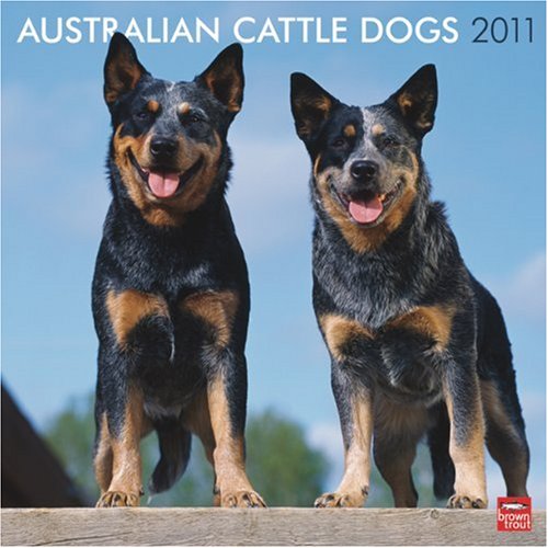 9781421662442: Australian Cattle Dogs 2011 Square 12X12 Wall