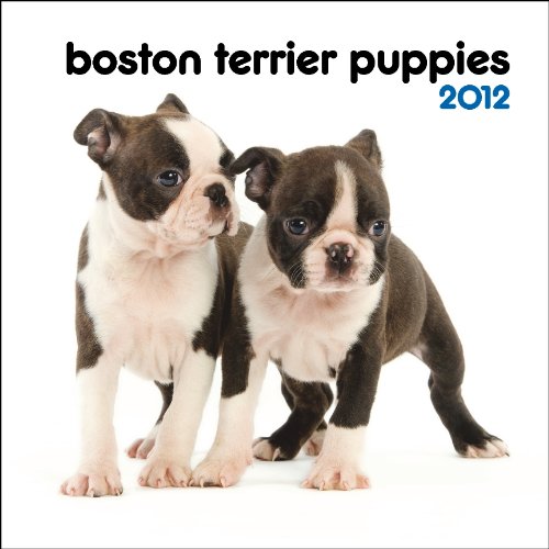 9781421676982: Boston Terrier Puppies 2012 Calendar