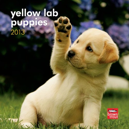 Beispielbild fr Yellow Lab Puppies 2013 Calendar zum Verkauf von Books Puddle