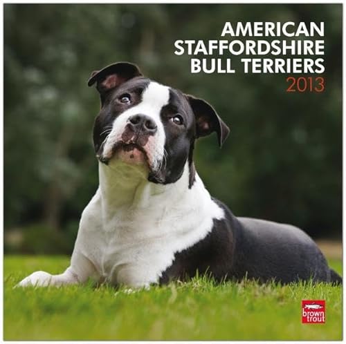 Stock image for American Staffordshire Bull Terriers 2013 - Original BrownTrout-Kalender (Englisch) Kalender for sale by BUCHSERVICE / ANTIQUARIAT Lars Lutzer