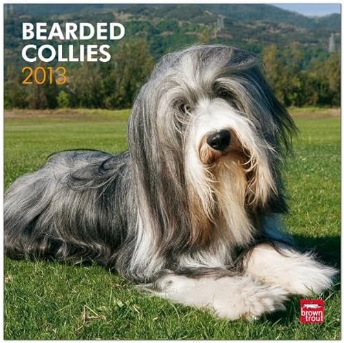 Bearded Collies 2013 Square 12X12 Wall Calendar (9781421697611) by Unknown