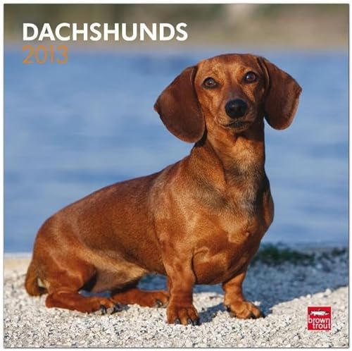 Dachshunds 2013 Calendar (9781421697949) by Browntrout Publishers