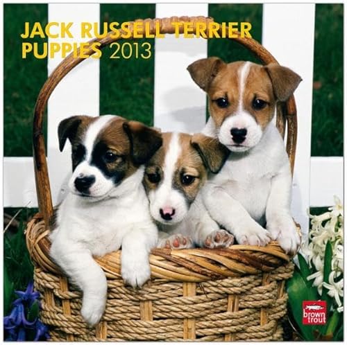 9781421698250: Jack Russell Terrier Puppies 2013 Calendar