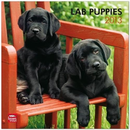 Lab Puppies 2013 Square 12x12 Wall (9781421698298) by NOT A BOOK