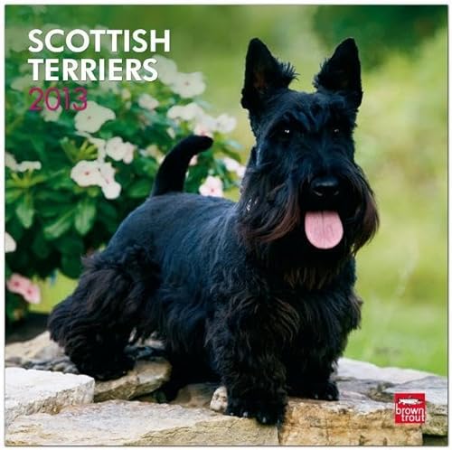 Scottish Terriers 2013 Square 12X12 Wall Calendar (9781421698700) by NOT A BOOK