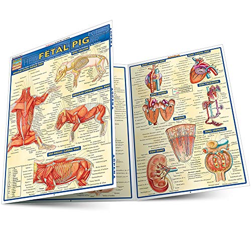 Imagen de archivo de Fetal Pig (Quick Study Academic) a la venta por BooksRun