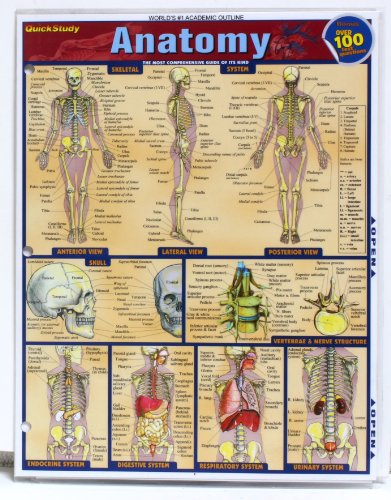 Beispielbild fr Quick Study Laminated Reference Guide - Anatomy zum Verkauf von BooksRun