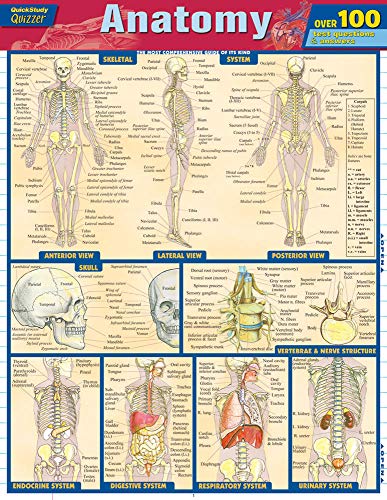 Beispielbild fr Anatomy Quizzer (Quick Study Quizzer) zum Verkauf von BooksRun