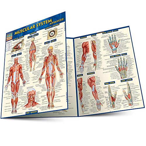 Beispielbild fr Muscular System Advanced zum Verkauf von Buchpark