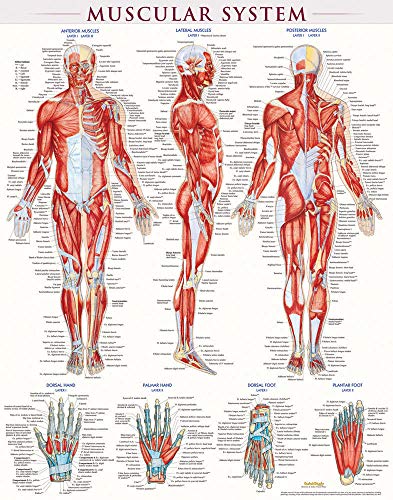 Beispielbild fr Muscular System Poster (22 x 28 Inches) - Laminated: a QuickStudy Anatomy Reference zum Verkauf von Lucky's Textbooks