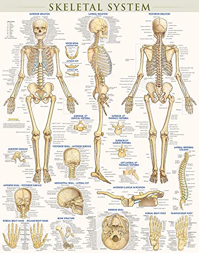 Beispielbild fr Skeletal System Poster (22 x 28 inches) - Laminated: a QuickStudy Anatomy Reference zum Verkauf von GF Books, Inc.