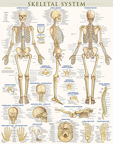 9781423220671: Skeletal System-Laminated