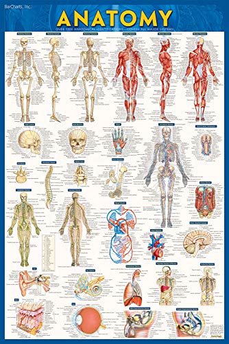 Beispielbild fr Anatomy Poster - Paper (24 x 36): a QuickStudy reference tool zum Verkauf von Reuseabook
