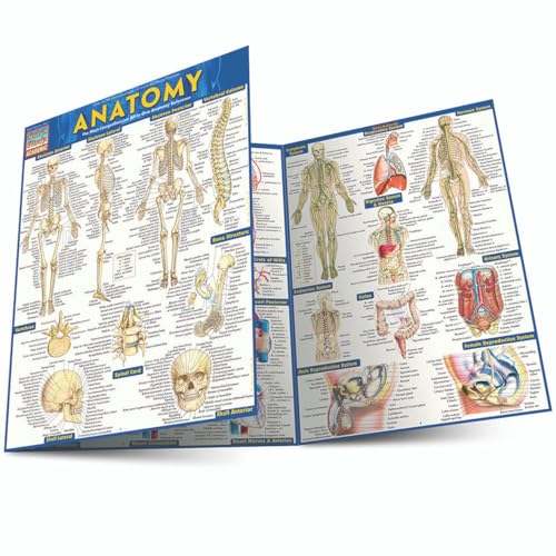 Beispielbild fr Anatomy - Reference Guide (8. 5 X 11) : A QuickStudy Reference Tool zum Verkauf von Better World Books