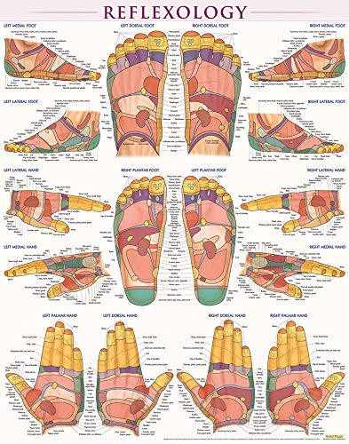 Beispielbild fr Reflexology Poster (22 x 28 inches) - Laminated: a QuickStudy Anatomy Reference zum Verkauf von Save With Sam