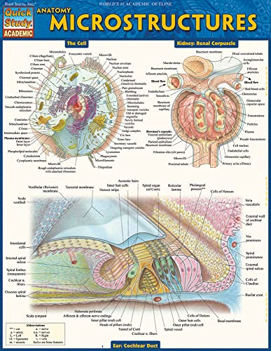 Beispielbild fr Anatomy: Microstructures (Quick Study Academic) zum Verkauf von BooksRun