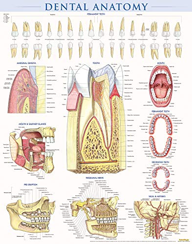 Beispielbild fr Dental Anatomy Poster (22 x 28 inches) - Laminated: a QuickStudy Reference zum Verkauf von GF Books, Inc.