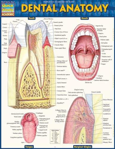 9781423233107: Dental Anatomy (Quick Study Academic)