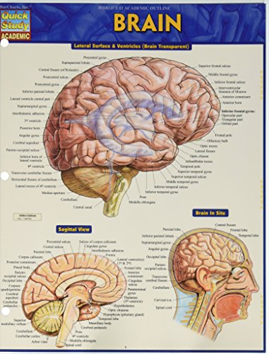 Stock image for Brain (Quick Study Academic) for sale by BooksRun