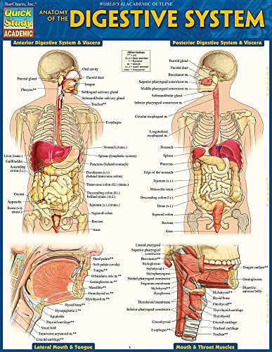 Beispielbild fr Anatomy of the Digestive System: Quickstudy Laminated Reference Guide (Quick Study Academic) zum Verkauf von GF Books, Inc.