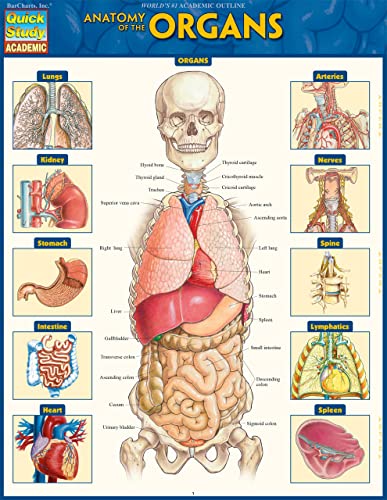 9781423234630: Anatomy of the Organs: QuickStudy Laminated Reference Guide (Quick Study Academic)