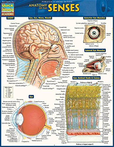 Beispielbild fr Anatomy of the Senses: Quickstudy Laminated Reference Guide (Quick Study Academic Sight) zum Verkauf von Wonder Book