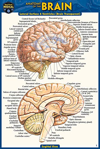 Stock image for Anatomy of the Brain (Pocket-Sized Edition - 4x6 Inches) for sale by GF Books, Inc.