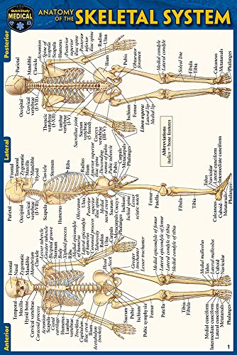 9781423242758: Anatomy of the Skeletal System