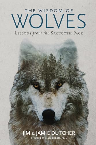 Stock image for Wisdom of Wolves, The: Lessons From the Sawtooth Pack for sale by KuleliBooks