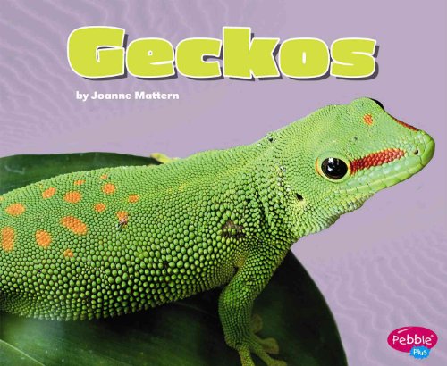 Stock image for Geckos (Pebble Plus: Reptiles) for sale by Front Cover Books