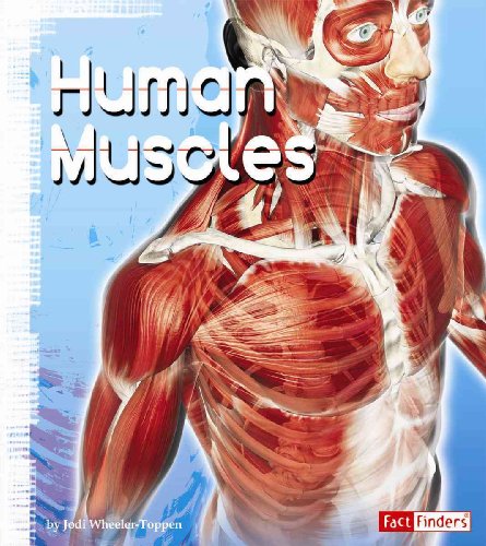 Stock image for Human Muscles (Anatomy Class) for sale by Dunaway Books